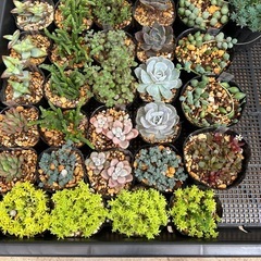 多肉植物　セダム　エケベリアの画像