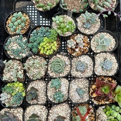 多肉植物　セダム　エケベリアの画像