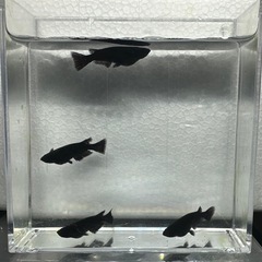 極上 黒熊(熊庭めだか様直系) 1ペアの画像