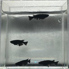 極上 黒熊(熊庭めだか様直系) 1ペアの画像