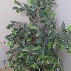 IKEA　フェイクグリーン　FEJKA フェイカ ＋ FRIDFULLの画像