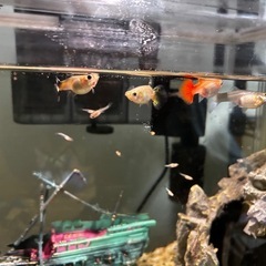 5/17まで~グッピーセットの画像