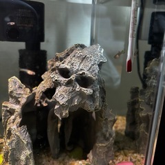 5/17まで~グッピーセットの画像