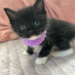 子猫ちゃん里親募集🐱3/6に生まれました！