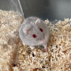 1月生まれキャンベルハムスター♂