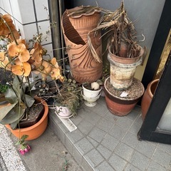 植木と植木鉢　全てまとめて