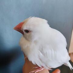 白文鳥【受付停止中】