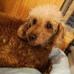 こぼれそうな瞳のプードル パールちゃん