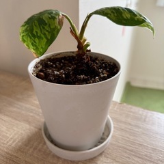 観葉植物まとめ買いの画像