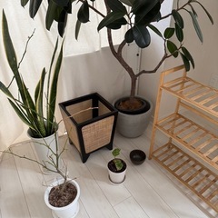 観葉植物まとめ買い
