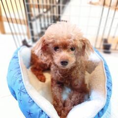 元気だけれど落ち着いているミキちゃんの家族募集