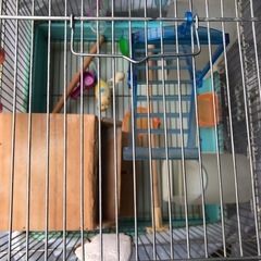 鳥かご＆おもちゃの画像