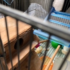 鳥かご＆おもちゃの画像