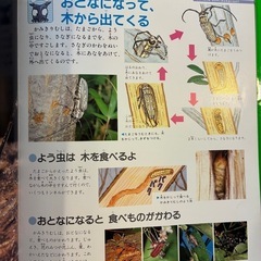 こん虫ふしぎ図鑑　チャイルドブックの画像