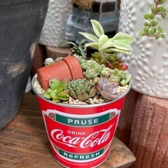 多肉植物　寄せ植え　箱庭風