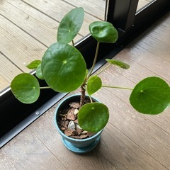 観葉植物★ピレアぺぺロミオイデス★
