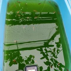 めだかすくい用のめだかの画像