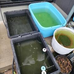 めだかすくい用のめだか
