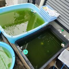 めだかすくい用のめだかの画像
