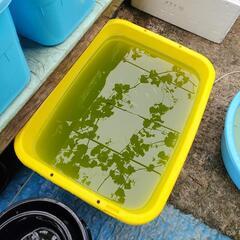 めだかすくい用のめだかの画像