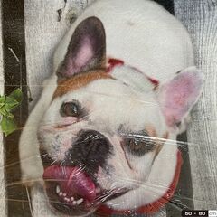  新品！未開封　50×80　可愛い犬　玄関マット　キッチンマット　裏に滑り止め有り　の画像