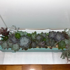 【値下げ】多肉植物 寄せ植え①