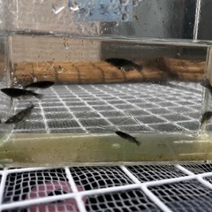めだか オロチ 1匹200円