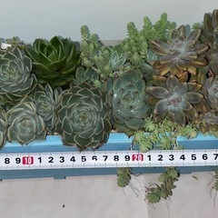 【値下げ】多肉植物 寄せ植え②