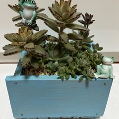 【値下げ】多肉植物 寄せ植え④
