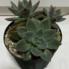 多肉植物 ①