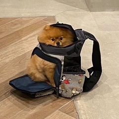 スヌーピー犬用バッグ　ペットパラダイスの画像