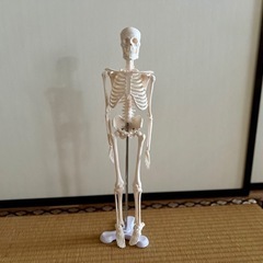 【日本製】骨格模型
