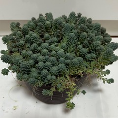 多肉植物 ②