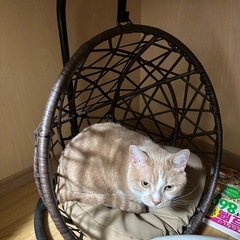 猫のゆりかごの画像