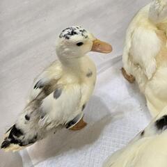 コールダック マグパイ 雛