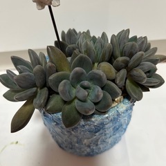 多肉植物 ③