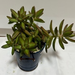 多肉植物 ④