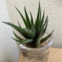 🪴ハオルチア多肉植物十二の巻④
