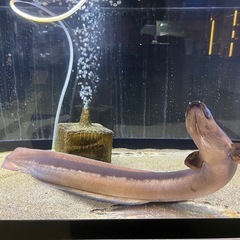 うなぎ譲ってください