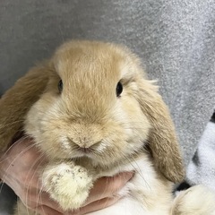ロップイヤー　里親募集