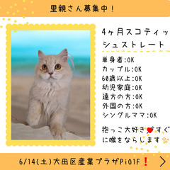 里親募集中！生後3ヶ月スコテッシュストレート♀(⋈◍＞◡＜◍)。✧♡