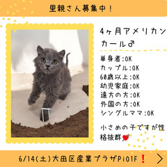 里親募集中！3ヶ月アメリカンカール♂ブルー(⋈◍＞◡＜◍) 