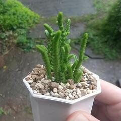 多肉植物 若緑！！