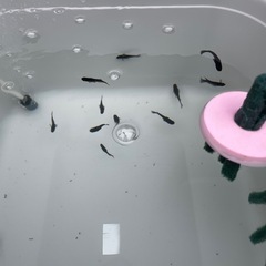 メダカ　オロチ　5匹セット　雄雌混合の画像