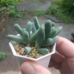 多肉植物 夕波