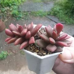 多肉植物 桜吹雪