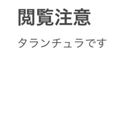 タランチュラ標本