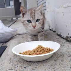 【里親さん決まりました】子猫