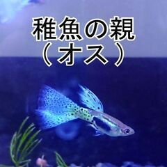 《国産グッピー》ブルーグラス　グッピー　稚魚10匹＋ｵﾏｹ