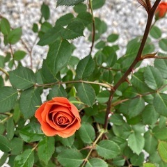 鉢植えのミニバラ②の画像